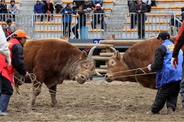 투우사가 없는 한국의 소싸움