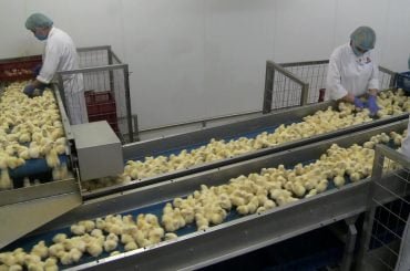 Poland’s poultry industry